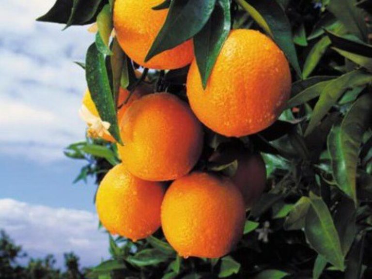 Alemania y España, los países líderes en consumo de naranjas, mandarinas y clementinas
