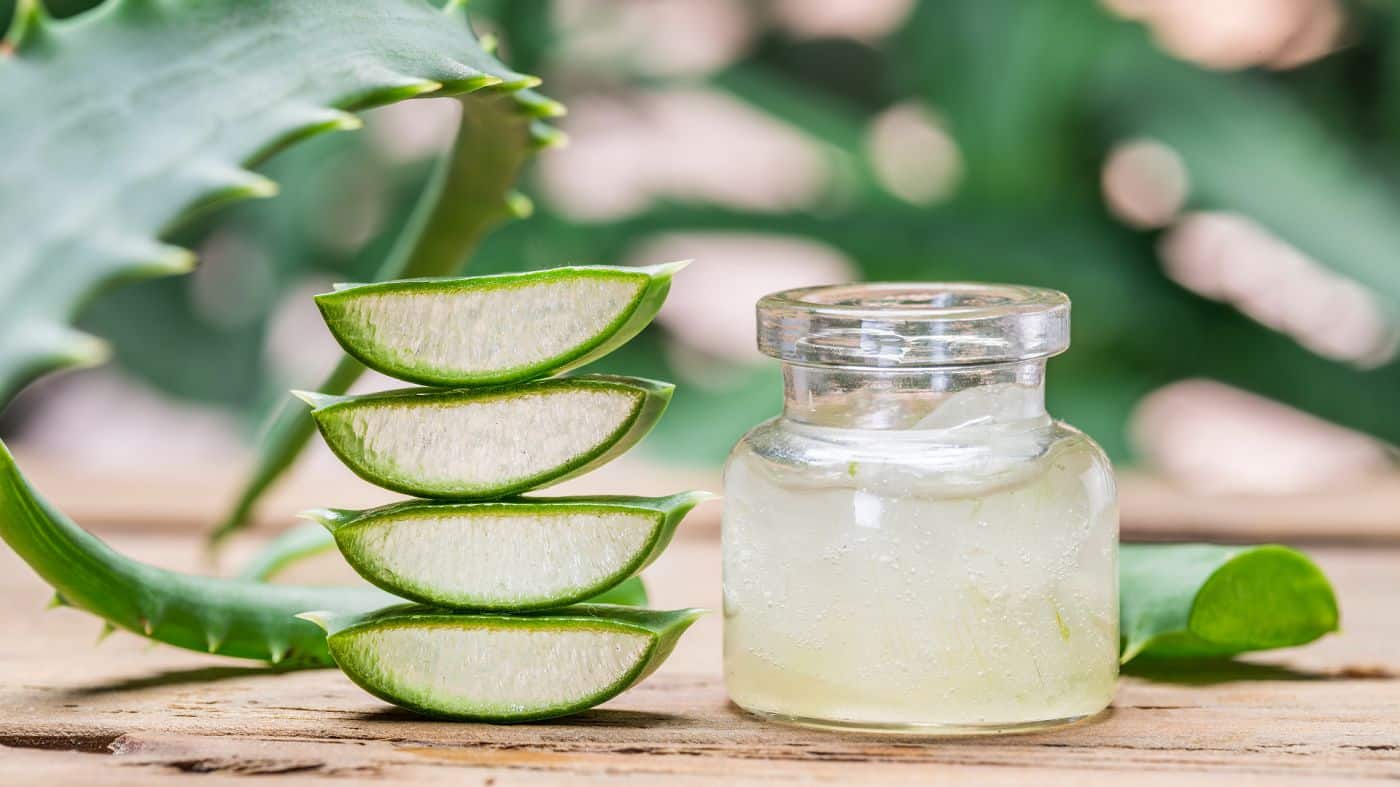 ALOE VERA: El elixir natural para la cabellera