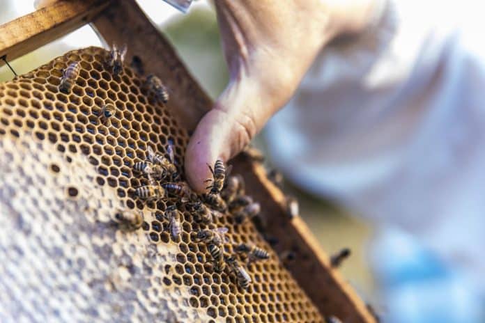 Apiterapia: La aventura de belleza con abejas que promete cambiar tu piel