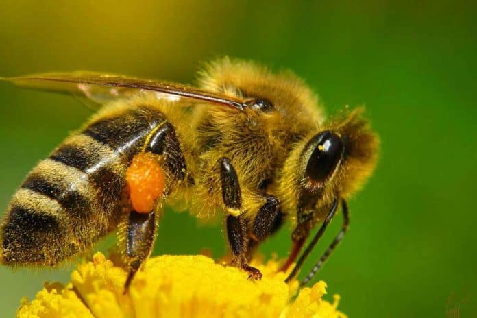 Belleza con abejas: descubre la apiterapia y renueva tu piel