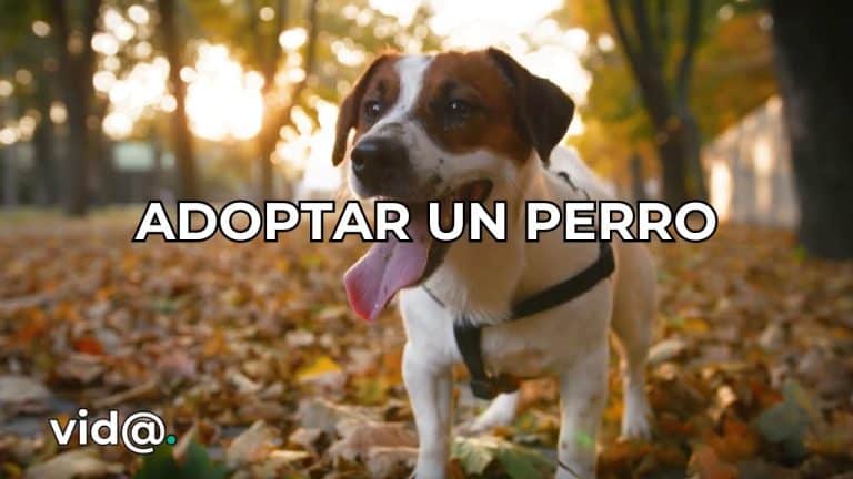 Lo que debes saber antes de adoptar un perro