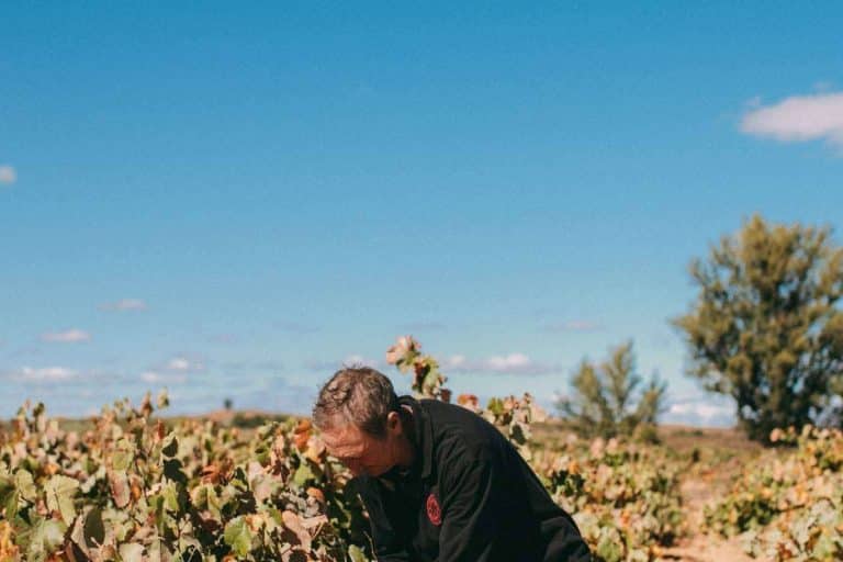 Bodegas Vegalfaro y su apuesta por la sostenibilidad en la producción