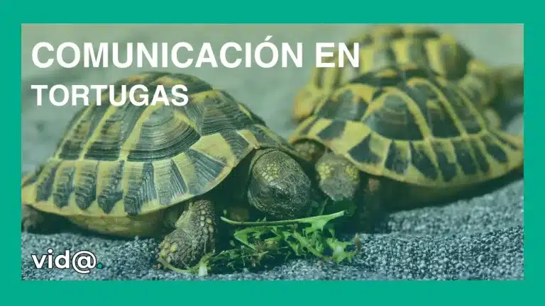 Comunicación en tortugas