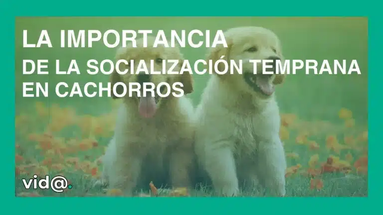 La importancia de la socialización temprana en cachorros
