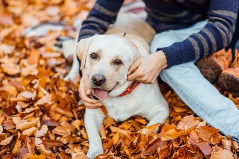 Con los descuentos Zooplus ahorras en comida, accesorios y artículos para tus mascotas