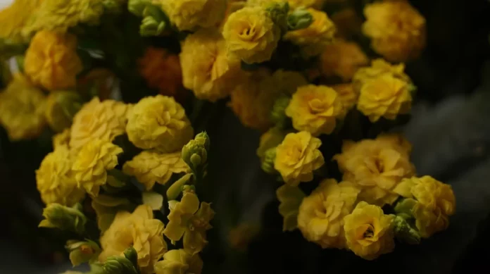 Ramos de flores. Unsplash Ramos de flores